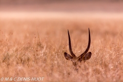 cobe defassa / waterbuck