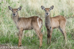 cobe à croissant / waterbuck