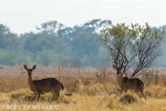 cobe Lechwe / Lechwe kob