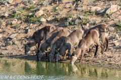 cobe à croissant / waterbuck