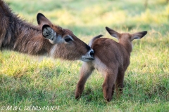 cobe defassa / waterbuck