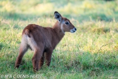 cobe defassa / waterbuck