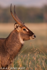 cobe defassa / waterbuck