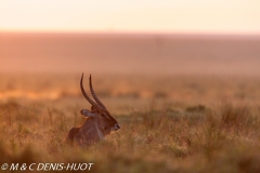 cobe defassa / waterbuck