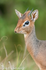 Kirk's dik-dik