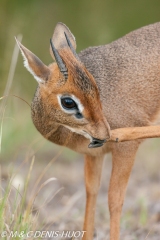 Dik-Dik