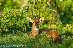 guib harnaché / Bushbuck