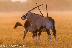 gemsbok