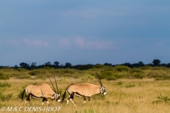 gemsbok