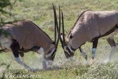 gemsbok