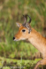 reedbuck