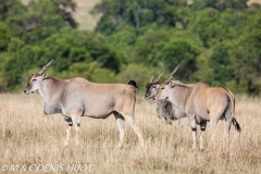 Eland du Cap / Cape elan