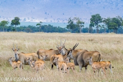 Eland du Cap / Cape elan