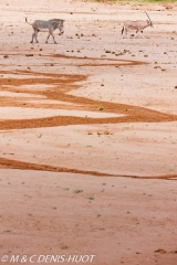 Grevy's zebra and oryx