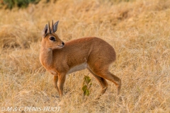 steenbok