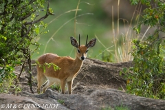 ourebi / oribi