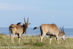 Eland du Cap / Cape elan