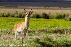 redunca / reedbuck