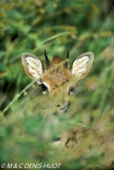 dik-dik