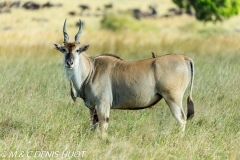 Eland du Cap / Cape elan