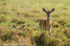 redunca / reedbuck