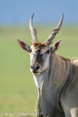 Eland