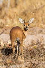 steenbok