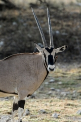 Oryx