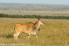 Eland du Cap / Cape elan