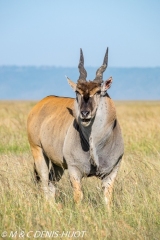 eland