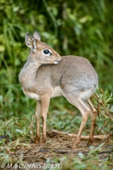 dik-dik