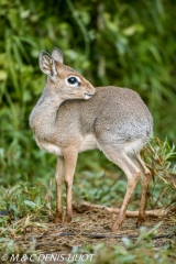 dik-dik