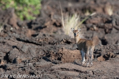 oreotrague / Klipspringer