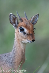 DIK-DIK