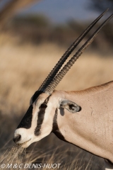 Oryx beisa