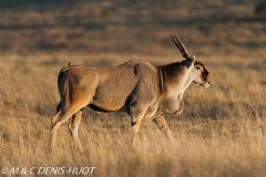 Eland du Cap / Cape elan