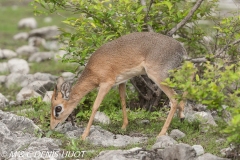 dik-dik