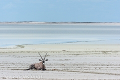 Gemsbok