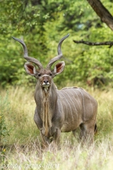 Greater kudu