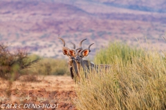 grand koudou / greater kudu