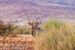 grand koudou / greater kudu