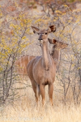 Greater kudu female