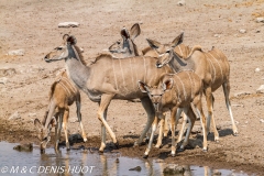 grand koudou / greater kudu