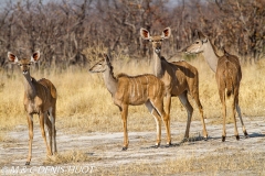 grand koudou / greater kudu