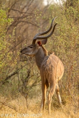Greater kudu male