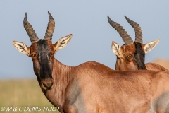 damalisque / topi