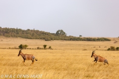 damalisque / topi