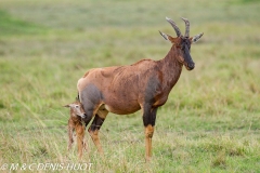 damalisque / topi