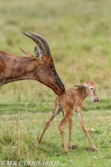 damalisque / topi