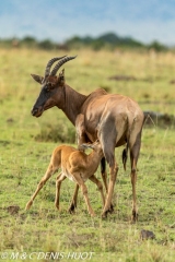 damalisque / topi